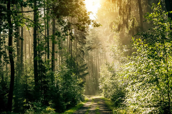 The Intelligence of Trees: Connecting with Muskoka's Forest Spirits
