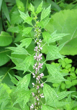 Herbs & Botanicals