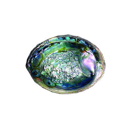 (5-6 in.) Abalone Shell - Green