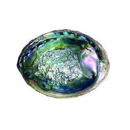 (6-7 in.) Abalone Shell - Green