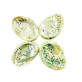 3-4" Threaded Abalone Shells