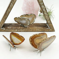 Black Butterfly Crystal Agate Druzy on Stand