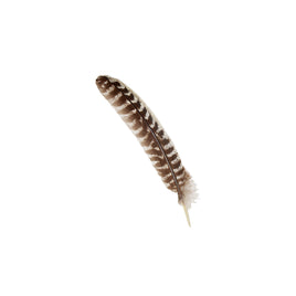 Smudge Feather, Turkey (10–12 in.)