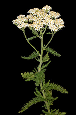 Yarrow Flowers