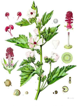 Marshmallow Root