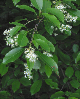 Wild Cherry Bark Cut