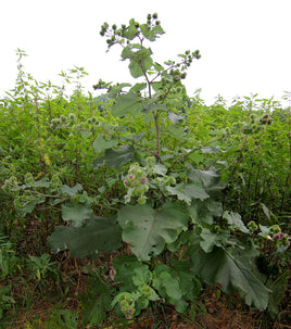 Burdock Root