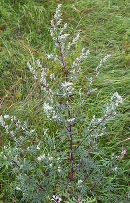 Mugwort