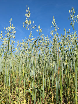 Oatstraw