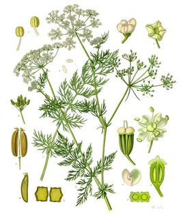 Caraway Seed