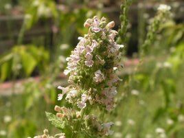 Catnip Leaf & Flower