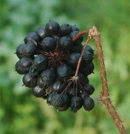 Ginseng Siberian Root Cut