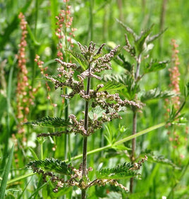 Nettle Leaf