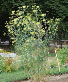 Fennel Seed