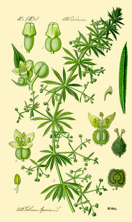 Cleavers Herb