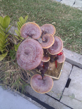 Reishi Mushroom Slices