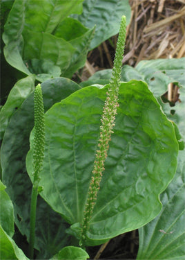Plantain Leaves Cut