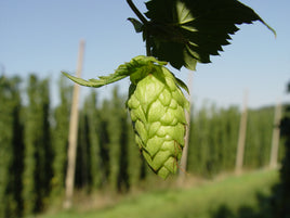Hops Flower Whole