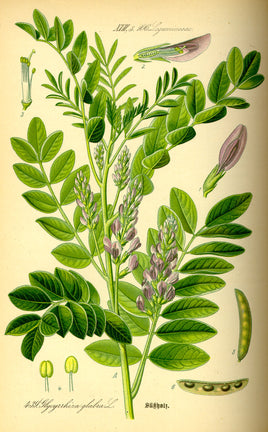 Licorice Root Cut