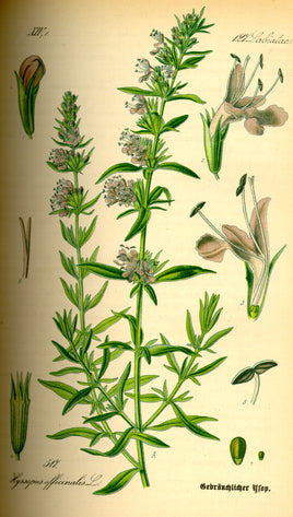 Hyssop Herb Cut
