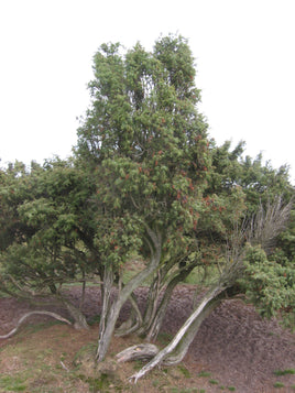 Juniper Berries