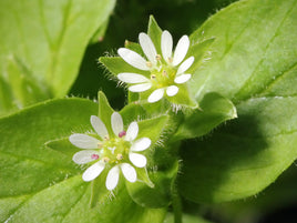 Chickweed Herb