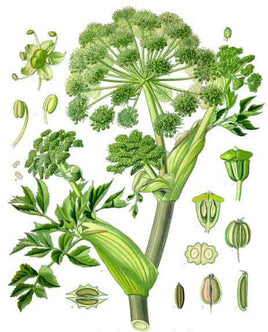 Angelica Root