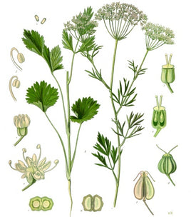 Anise Seed