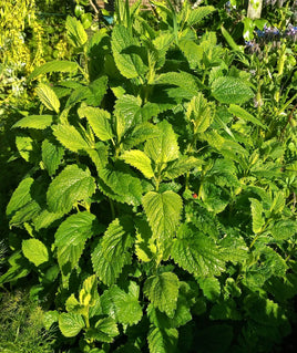 Lemon Balm Herb Cut