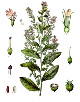 Lobelia Herb Cut