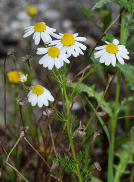 Chamomile Flowers