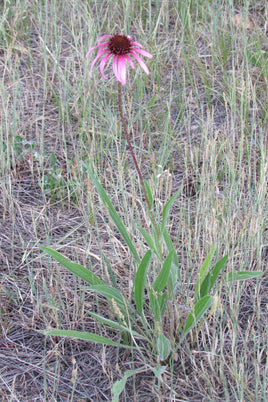 Echinacea Angustifolia Root Cut