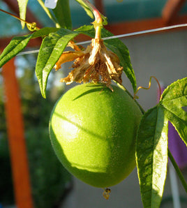 Passionflower Herb