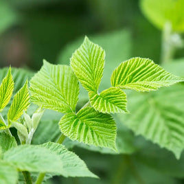 Raspberry Leaf
