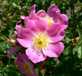 Rose Petals (Pink)
