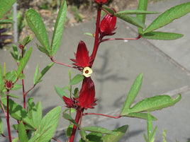 Hibiscus Flowers