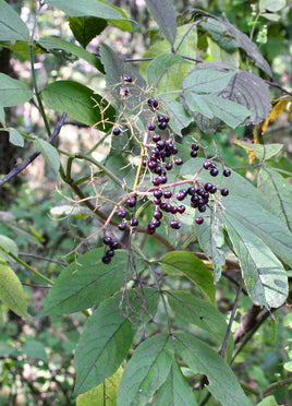 Elder Flower Whole