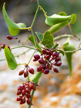 Sarsaparilla Root