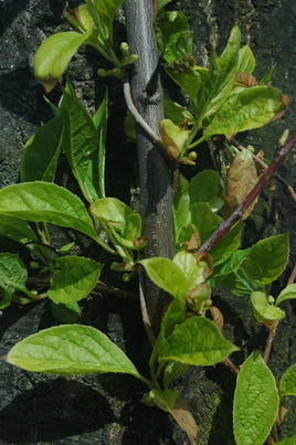 Schisandra Berries