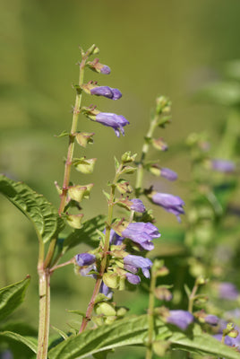 Skullcap Herb