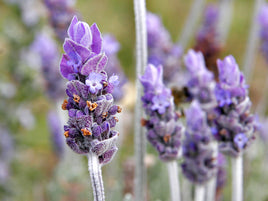 Lavender Flowers Whole