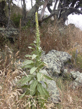 Mullein Leaf
