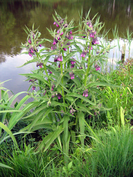 Comfrey Leaves Cut
