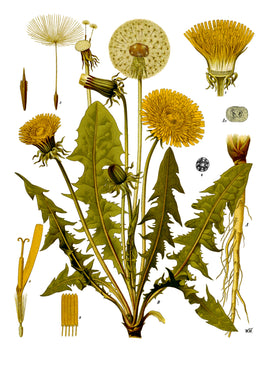 Dandelion Root