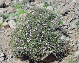 Thyme Leaf