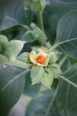 Ashwagandha Root