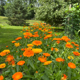 Calendula Flower Whole (Marigold)