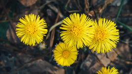 Coltsfoot Herb