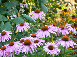 Echinacea Angustifolia
