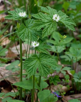 Goldenseal Root Cut